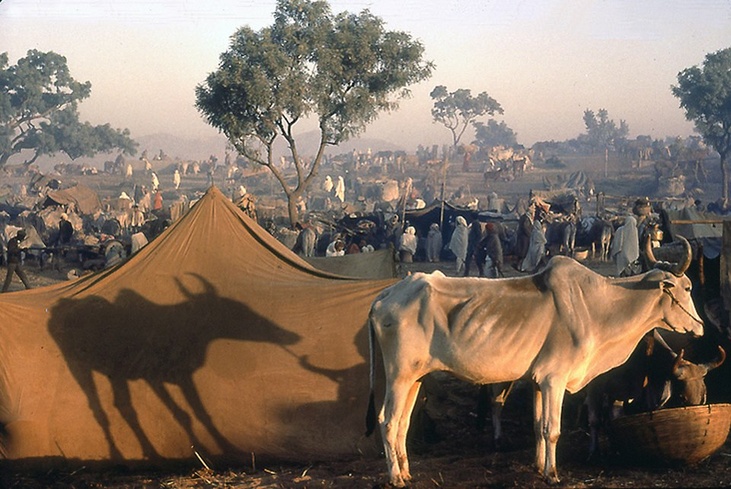 Raghubir Singh: Bullocks for Sale, Pushkar Fair, Rajasthan, 1974